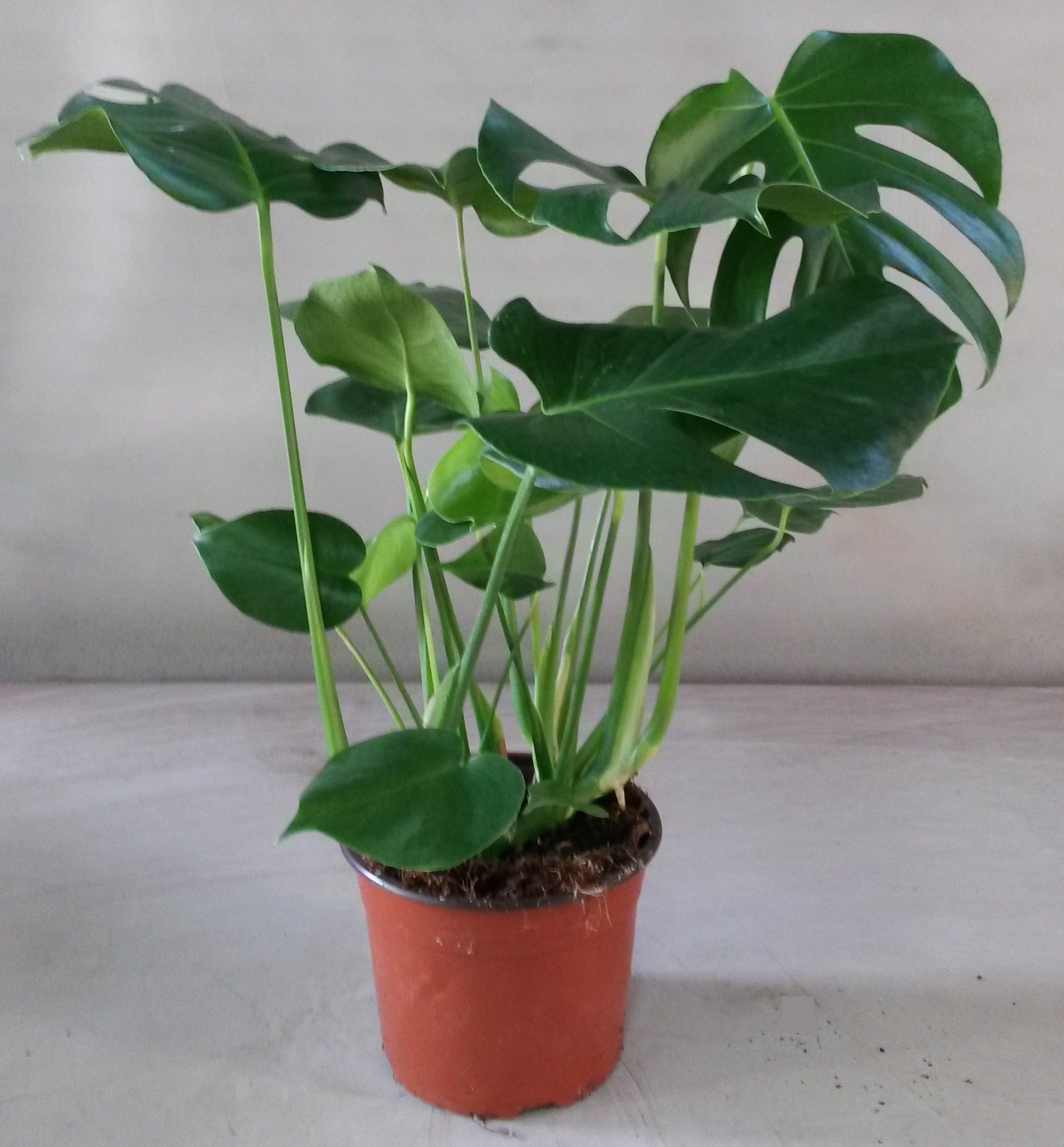 Monstera Deliciosa 21 cm.