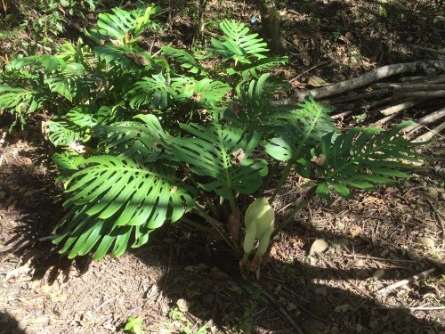 Monsteraplant op kwekerij in Mexico